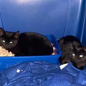 Meet your Posher, Lorraine